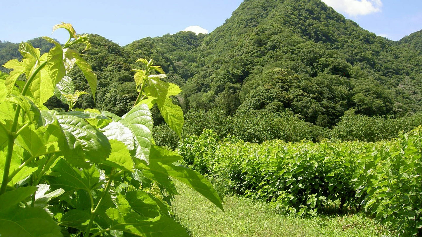 🍃飲む健康習慣🍃 島根県産オーガニック桑茶/ノンカフェインティー
