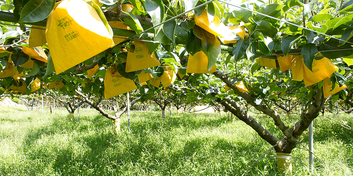 🍐数量限定🍐名産 梨 2品種｜二十世紀梨・新甘泉｜