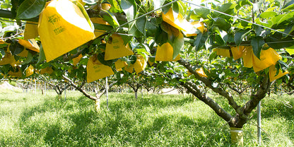 🍐数量限定🍐名産 梨 2品種｜二十世紀梨・新甘泉｜